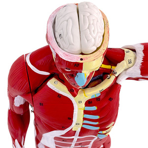 170/80センチメートル取り外し可能なディスプレイ全身人間筋肉解剖モデル - Product Image 6