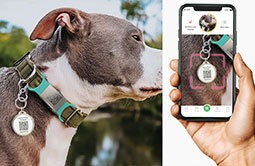 Customized Printed 13.56Mhz Ntag213 NFC Dog ID Tag QR <strong>Code</strong> for Pet Tracking - Product Image 6