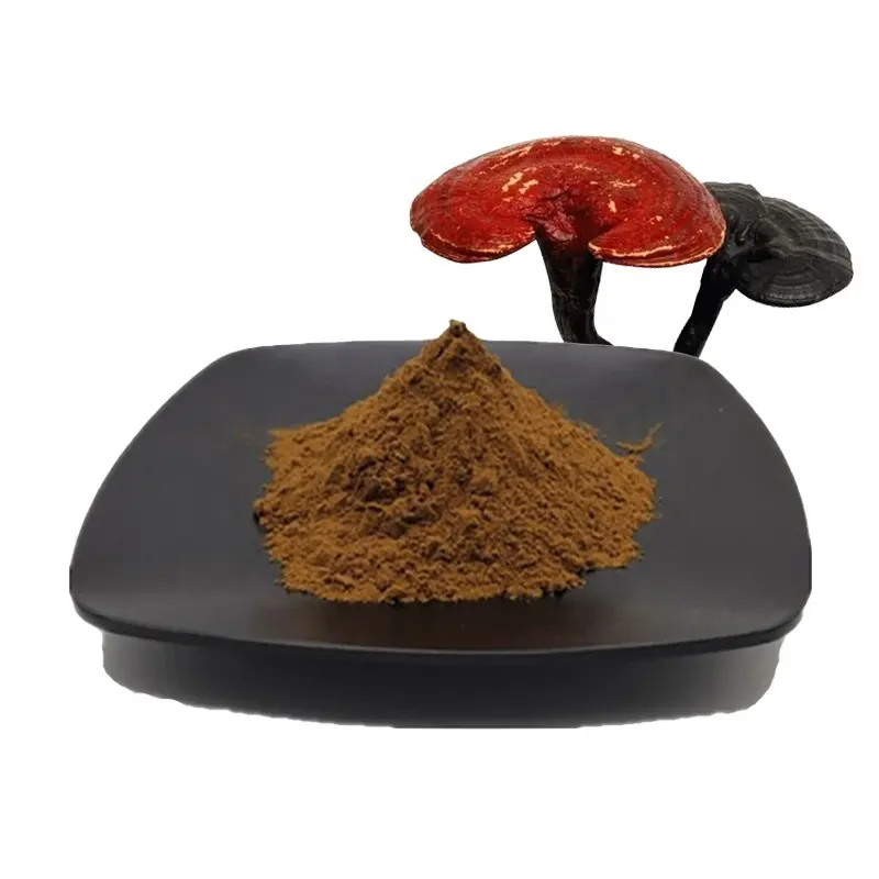 Polvo de extracto de hongo Reishi Natural de gran oferta