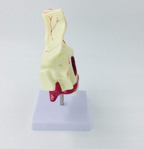 Okul kullanımı için Normal insan burun ve burun boşluğunun anatomik PVC tıbbi modeli - Product Image 4