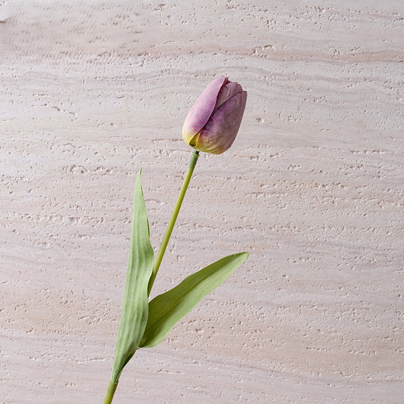 Pourpre