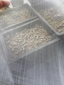 Hochwertiges Netz zur Verhinderung von Frucht fliegen Insekten schutz netz Anti-Insekten netz für Gewächs häuser - Product Image 4