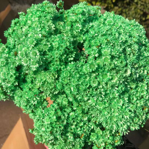 Mini doğal kuru çiçekler papatya papatya buket brezilyalı küçük yıldız papatya dekoratif kurutulmuş gerçek çiçek - Product Image 4