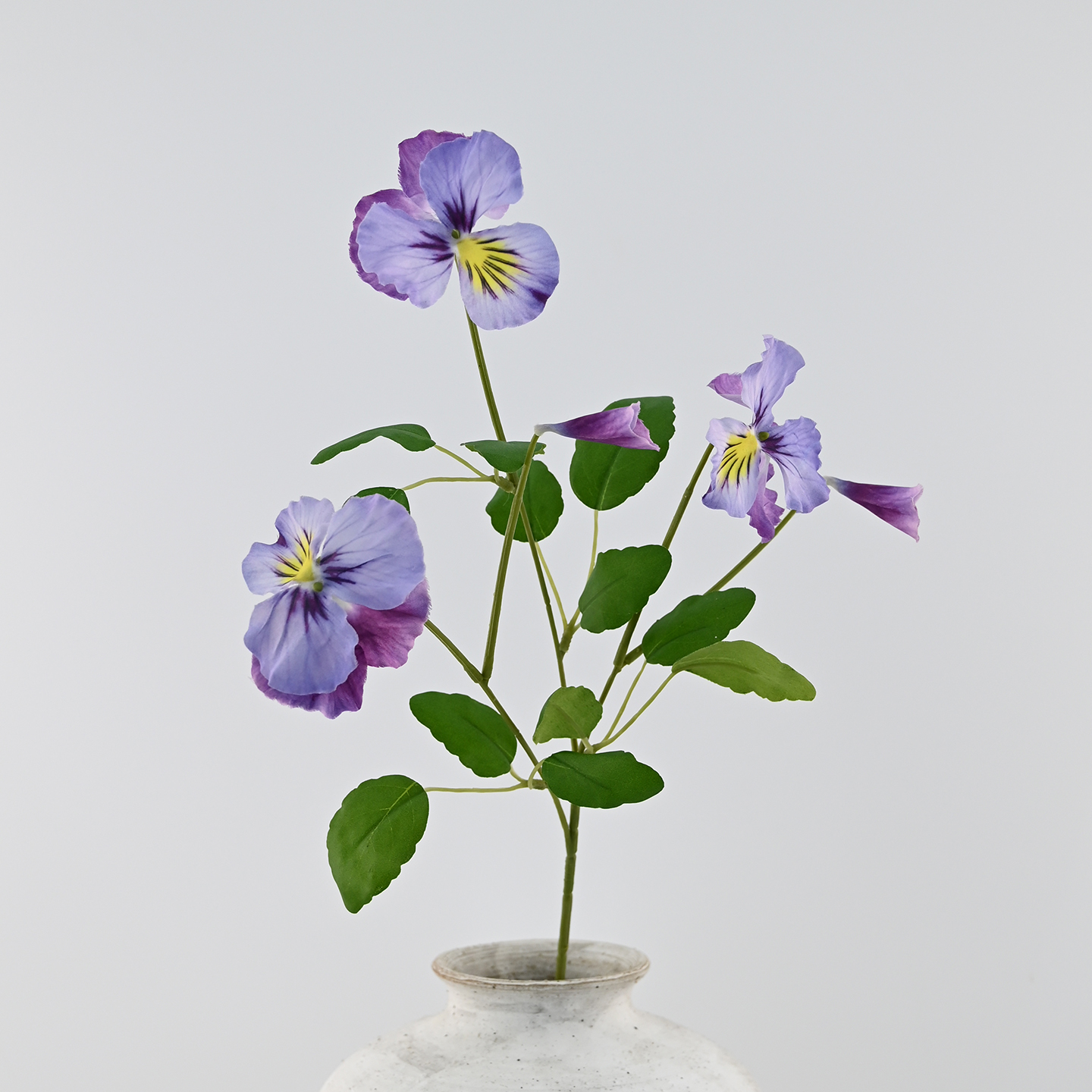 Pourpre