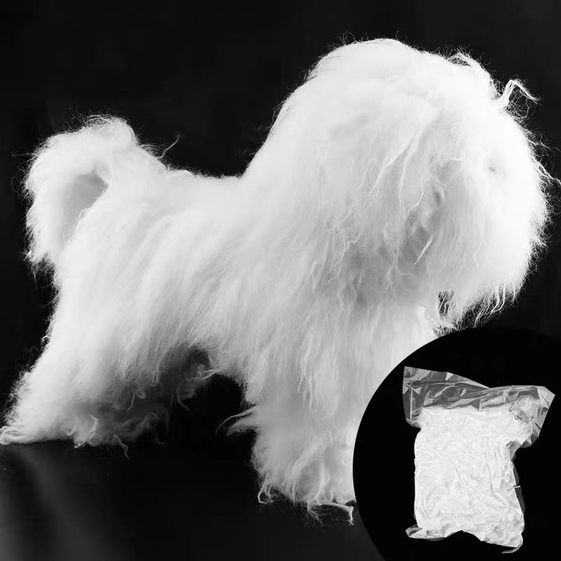 Bichon frisé à poil long