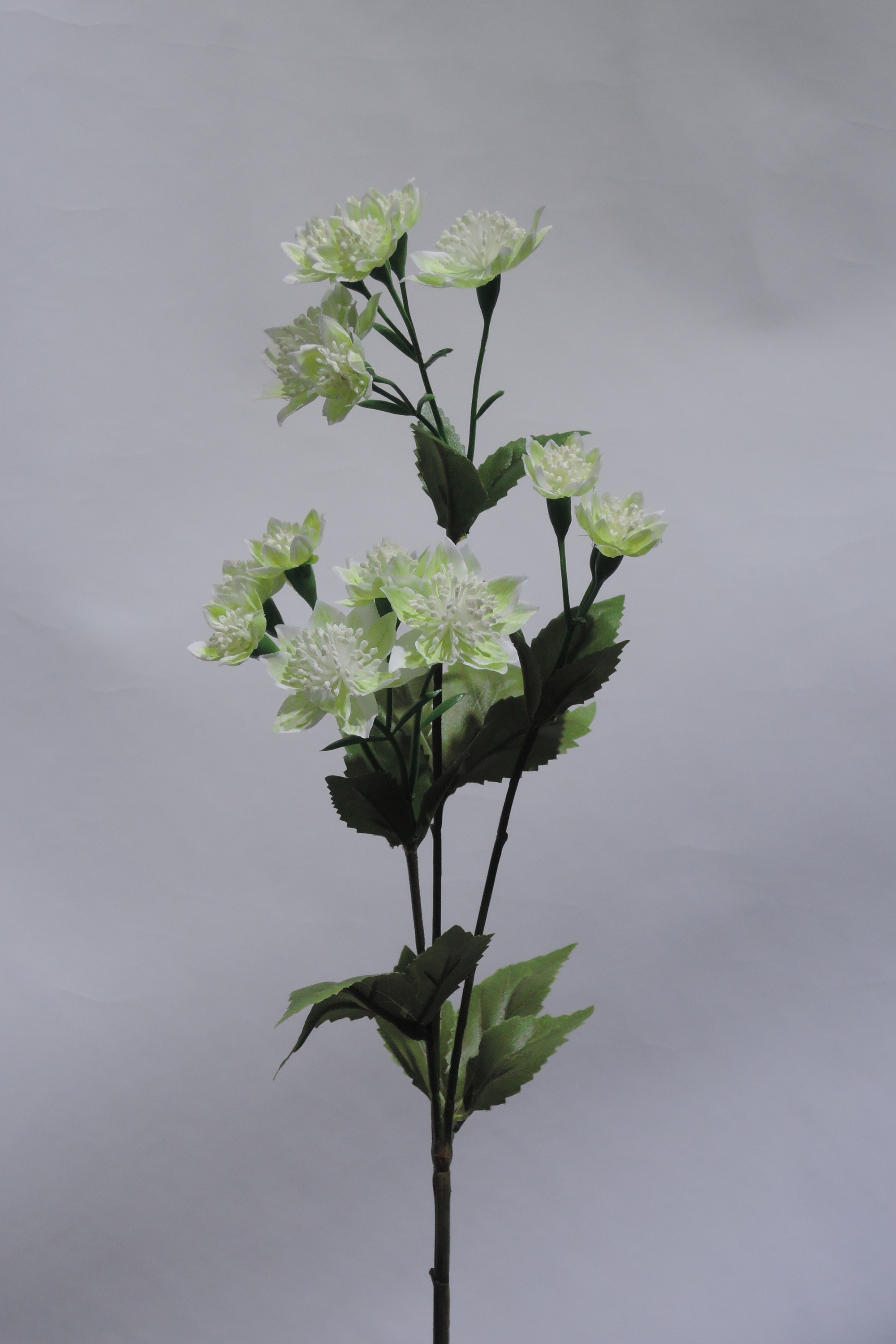 Green white