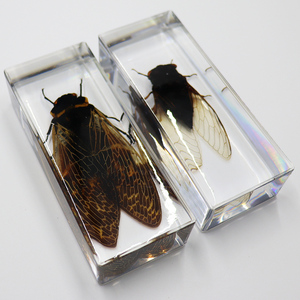卸売クリエイティブレジンシカダ剥製動物剥製昆虫ホリデーギフトデスクトップ装飾