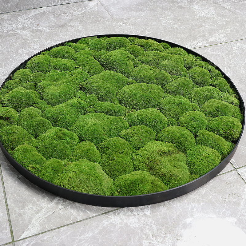 Grade a white hair moss