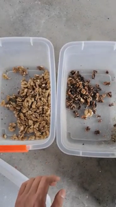 France Walnuts <strong>Kernel</strong> Color Sorter <strong>Machine</strong> Full Color CCD Camera Walnut in <strong>Shell</strong> <strong>Sorting</strong> <strong>Machine</strong> <strong>for</strong> Walnut Grading <strong>Sorting</strong> - Product Image 3