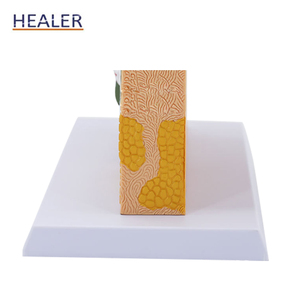 3D <strong>Human</strong> Skin Anatomical Model 70x Magnified PVC and Plastic Skin Structure Model for Medical Science and Skeleton Study - Product Image 5