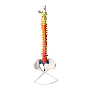 ขนาดชีวิตมนุษย์Vertebral Columnรุ่นPelvis,พลาสติกสีกระดูกสันหลังAnatomicรุ่น - Product Image 1