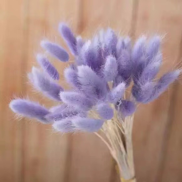 Couleur lilas