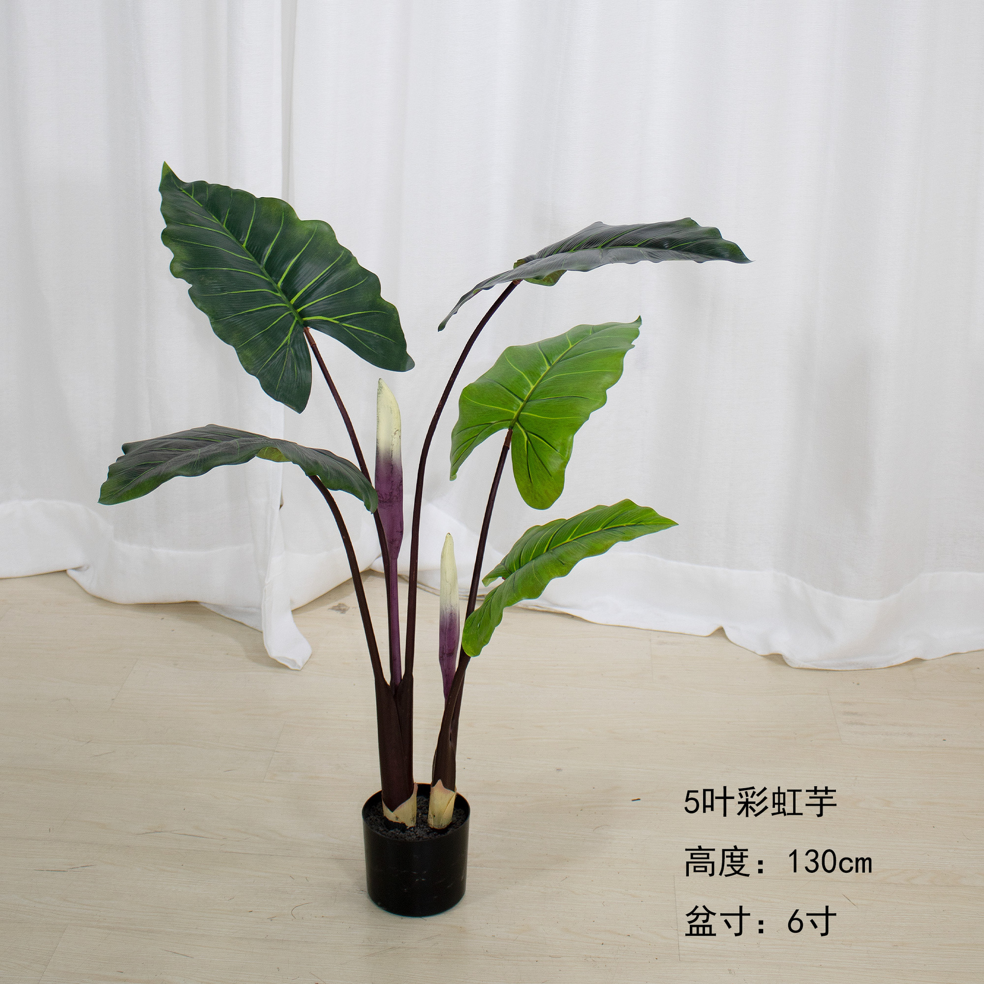 Calathea roseopicta