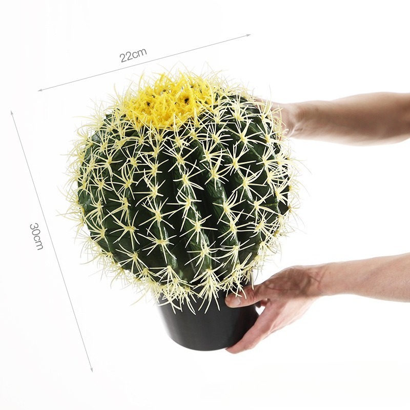 Medium yellow prickly pear with pot