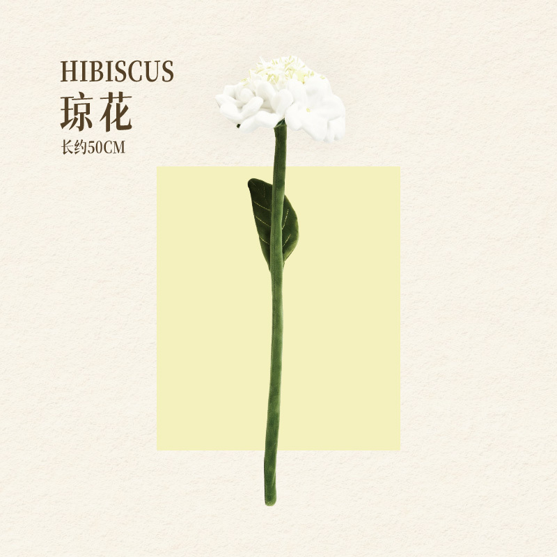 HIBISCUS