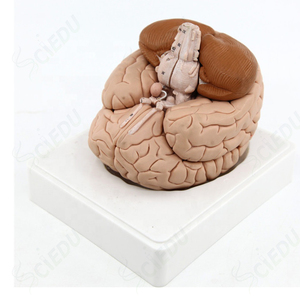 Medizinisches fort geschrittenes Gehirn modell Menschliche Anatomie Gehirn modell Plastische Medizin Gehirn Anatomisches Modell - Product Image 3