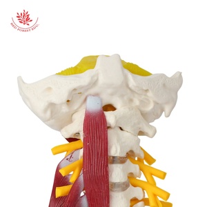 Human Cervical Vertebra Medical Model Advanced 1:1 Muscled and <strong>Nerve</strong> - Product Image 2