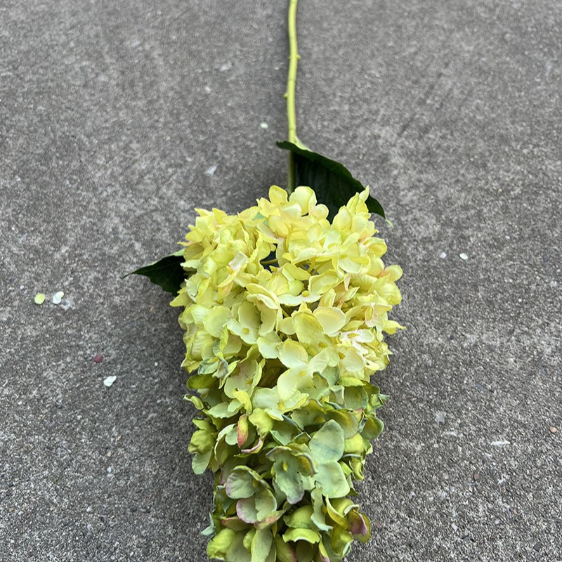 12 # Jiao Bian da pagoda Hortensia-verde