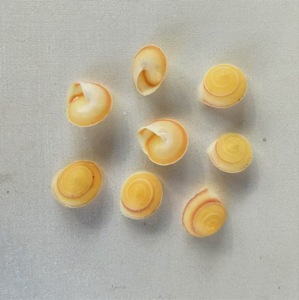 Mini Natural Yellow Snail <strong>Shells</strong> 1 to 1.2 Centimeters Polished Conch Seashell - Product Image 6