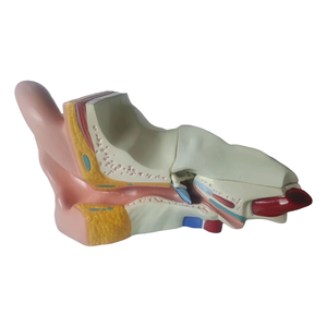 Tıbbi öğretim kaynağı plastik 4 parça gerçekçi dış orta iç büyük kulak anatomik modeli insan organını incelemek için - Product Image 5