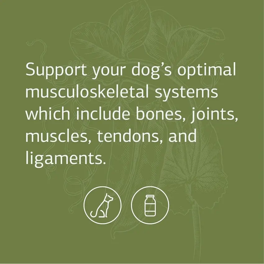 Nhãn hiệu riêng cơ bắp đạt được điều trị hỗ trợ protein cao thúc đẩy tăng trưởng Pet đồ ăn nhẹ cơ bắp đạt được mềm nhai cho chó