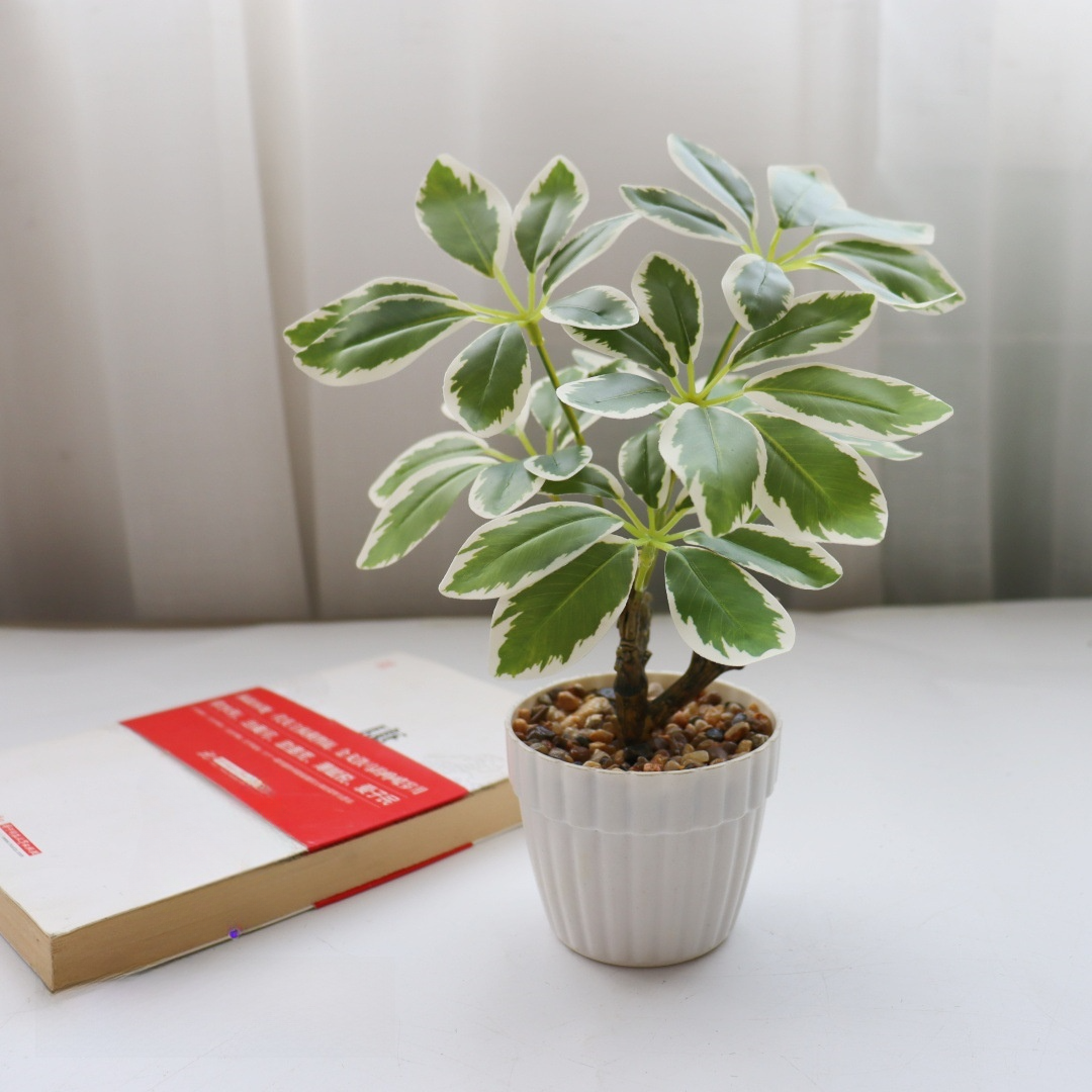 green 2493082-1 Schefflera Arboricola Small Potted Plant - 23cm