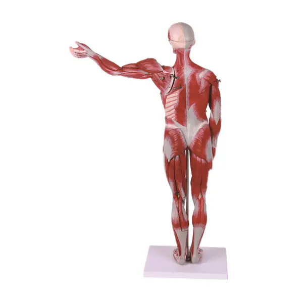 Muscles du corps humain avec des organes internes modèle d'anatomie musculaire humain