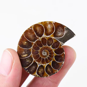 Wholesale Natural Conch Snail <strong>Fossils</strong> Specimen Healing Pair of Ammonite <strong>fossil</strong> Mineral Pendant for Sale
