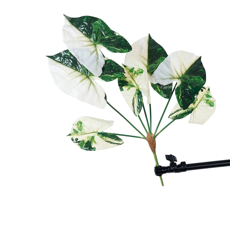 White green 70cm