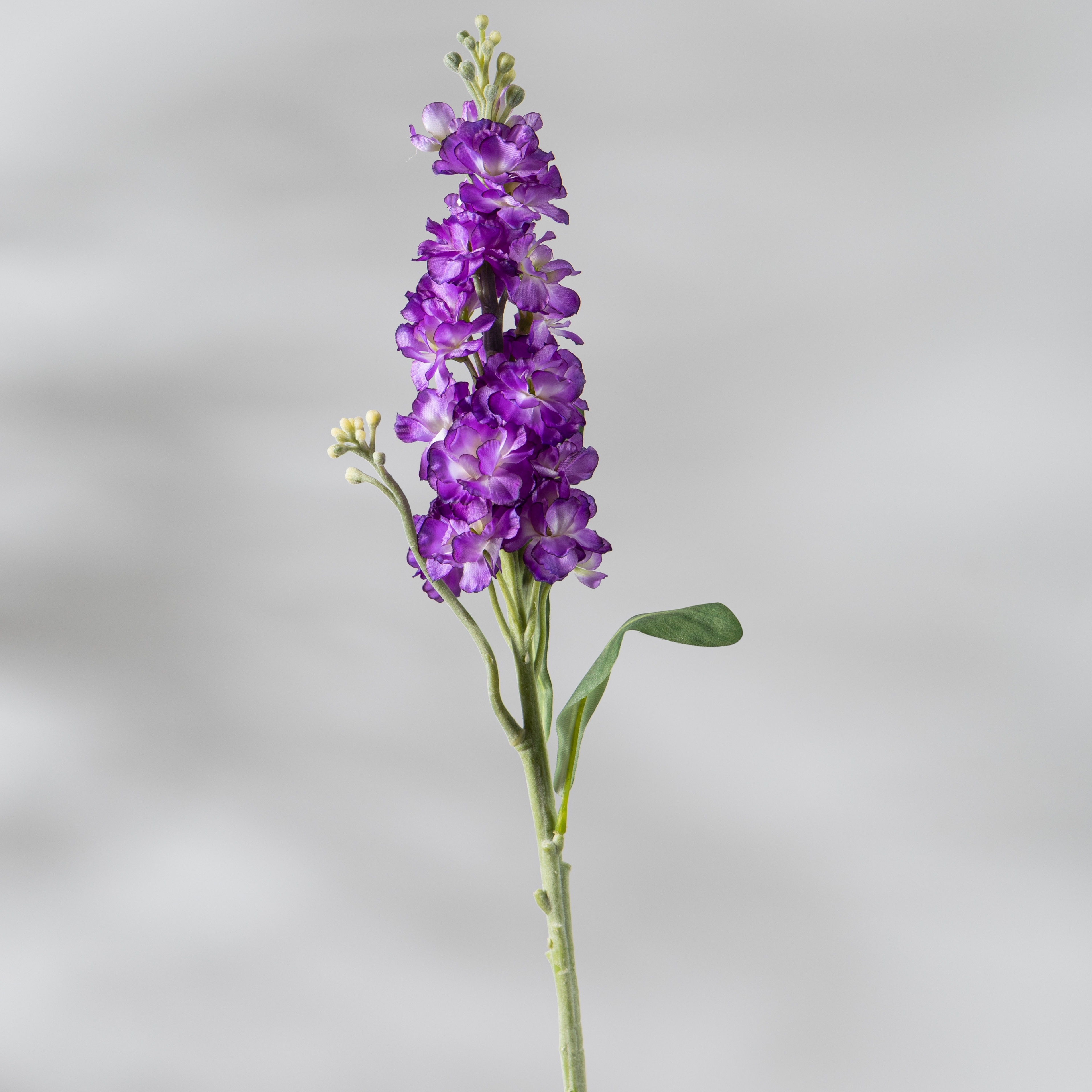 Pourpre