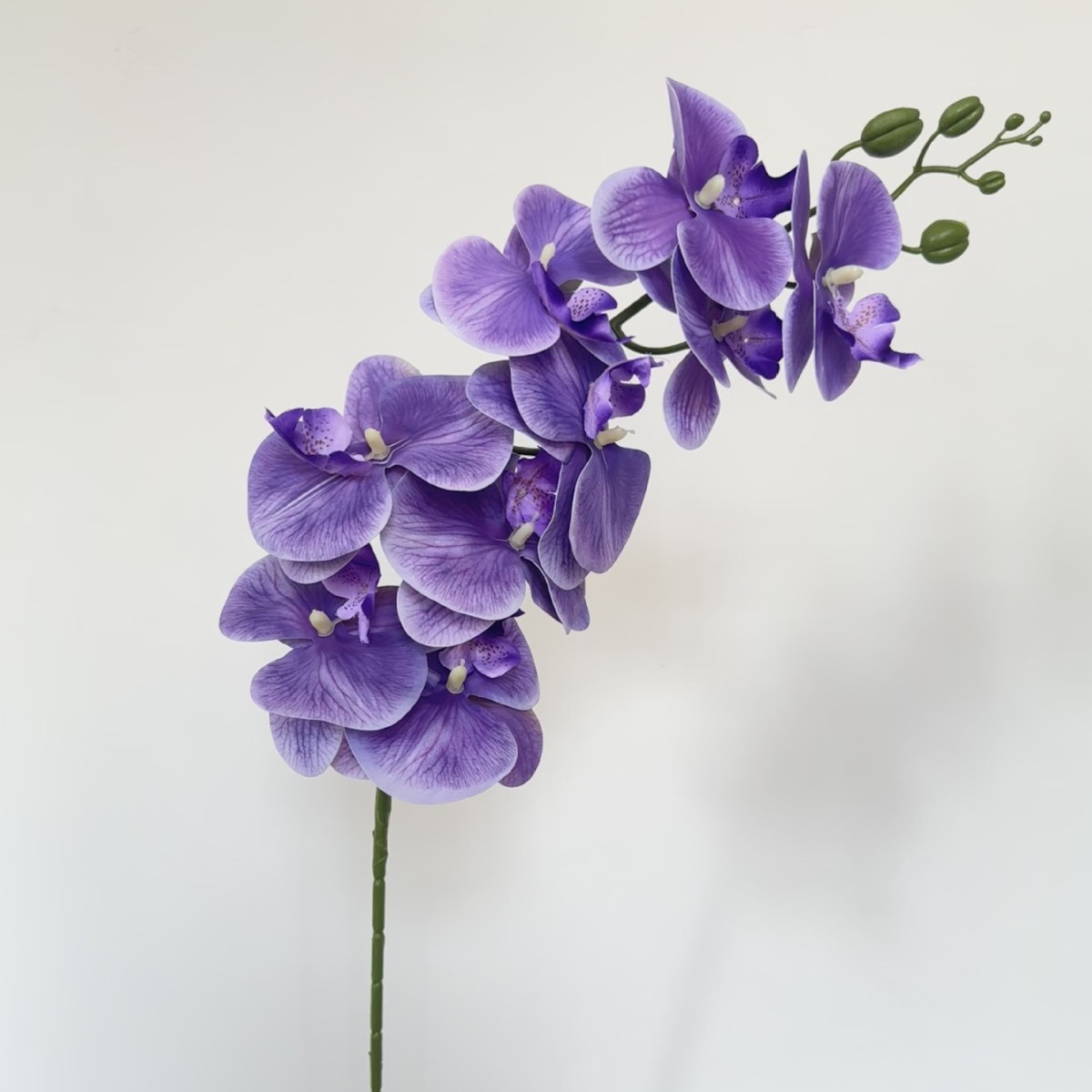 Pourpre