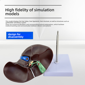 Anatomi öğretim ve klinik eğitim için PVC insan karaciğer Organ modeli Normal tıbbi simülasyon - Product Image 4