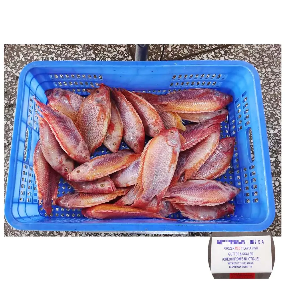Hải sản sống tốt nhất tươi đông lạnh hữu cơ toàn Bộ Vòng đông lạnh Cá Rô Phi Đỏ cá giá đông lạnh Cá Rô Phi Đỏ GS để bán