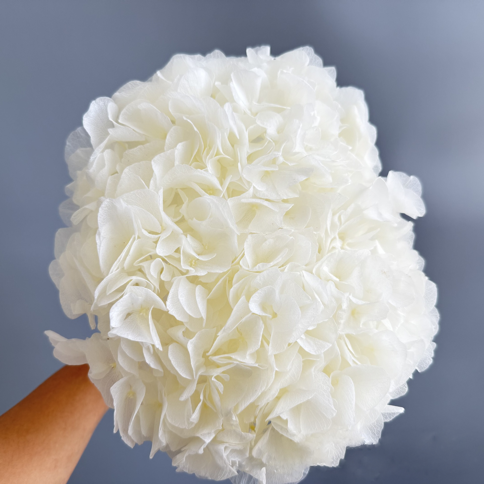 Blanc