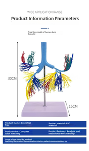 <strong>Human</strong> Trachea and Bronchial Anatomy Model PVC Bronchial Tree Model for Medical Science Teaching and Clinical Training - Product Image 6