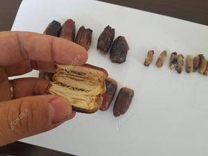 <strong>Date</strong> Seeds Removing <strong>Machine</strong> |<strong>Red</strong> <strong>Date</strong> Pitting <strong>Machine</strong> - Product Image 2