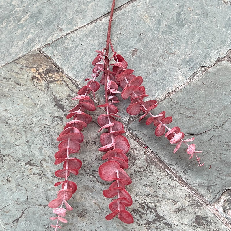 16# Rouge, eucalyptus rouge à 30 branches hautes