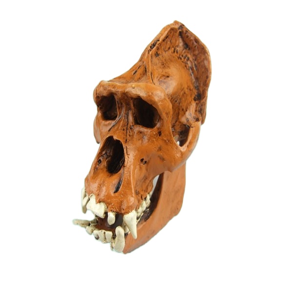 Yeni gorilla halloween hediye kafatası reçine heykelcik - Product Image 1