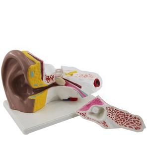 Good Quality Enlarged Biological PVC <strong>Human</strong> <strong>Ear</strong> Model for Teaching Model - Product Image 6