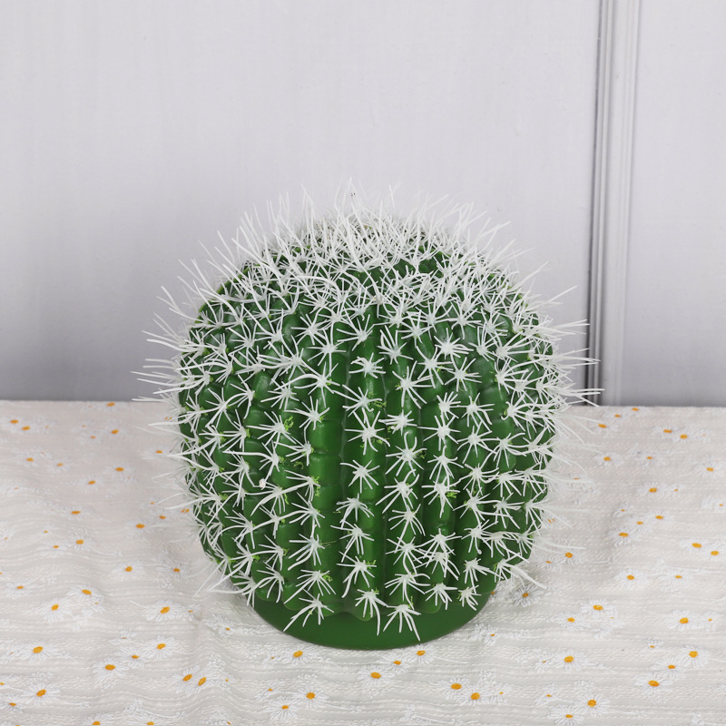 Le cactus mesure 18 cm de diamètre.