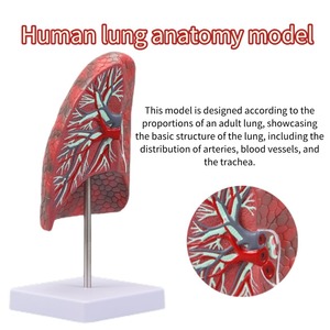 Tıbbi bilim için Normal insan akciğer anatomisi iç organlar sağlık akciğer modeli için Model beyin - Product Image 3