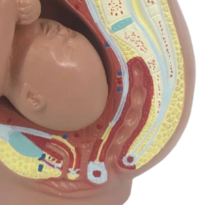 نموذج توجيه كامل للجنين للتعليم الطبي من ADA ونموذج توجيه الجنين المصغر للتدريس والتعلم - Product Image 6