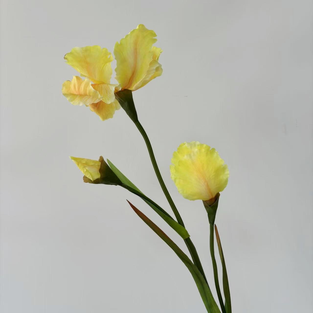 Iris jaune