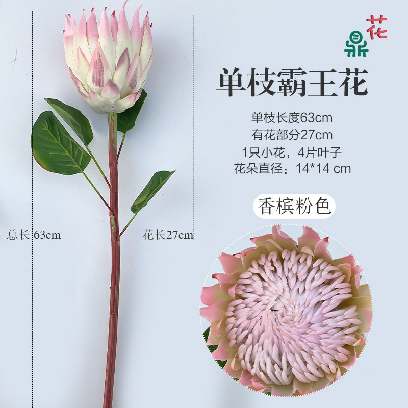 Tige unique de Reine de la Nuit (Rose Champagne)