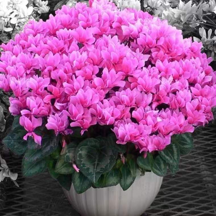 Shipped in original pot and soil with flowers