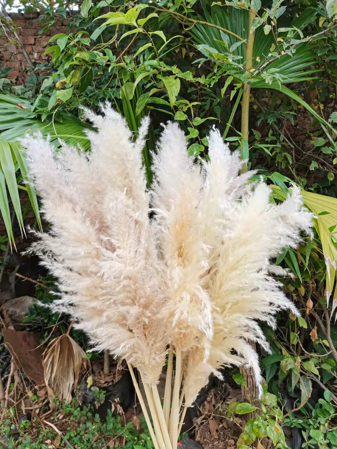 1 PCS 50-60CM Plume Beige Pampas