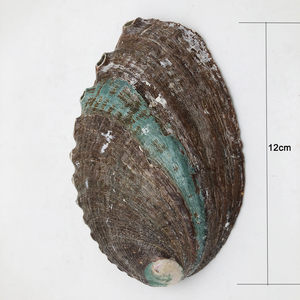 CELION Abalone kabuk temiz deniz kabukları çin'den doğal ev dekorasyon çevre dostu karton dini avrupa deniz kabuğu 20 adet - Product Image 4