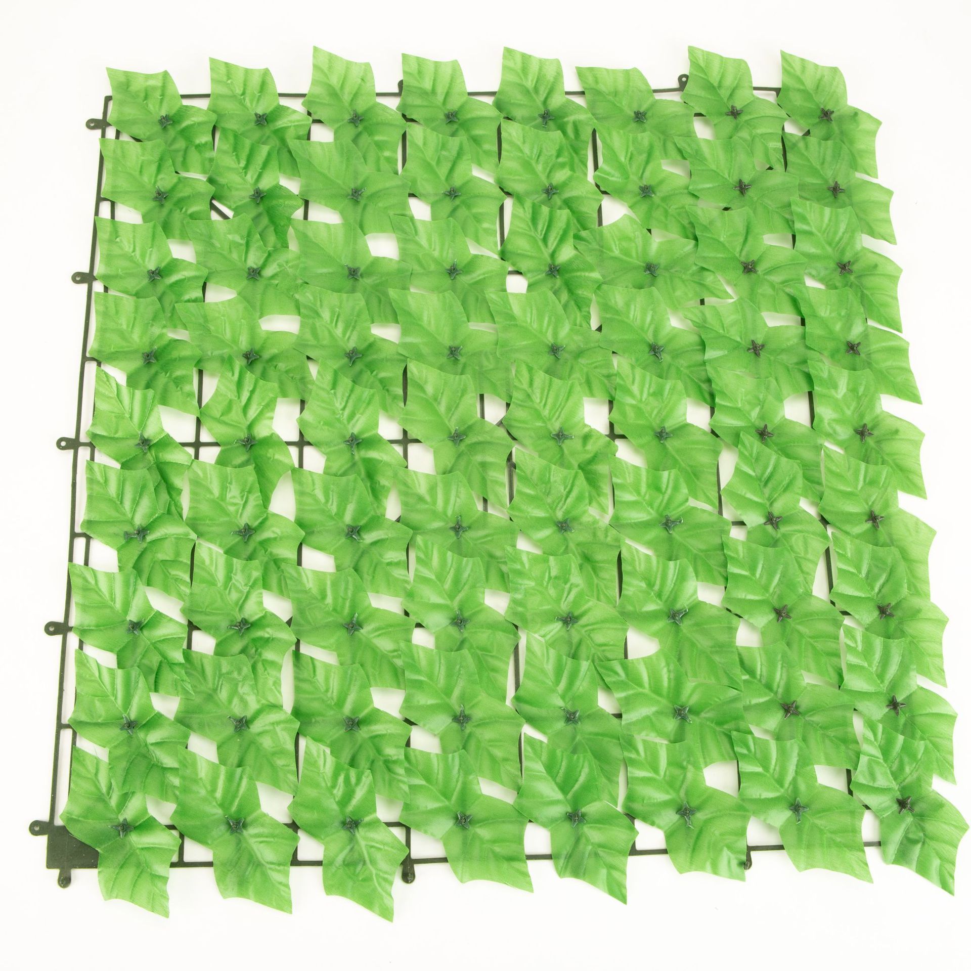 Des feuilles de patate douce vert clair sont disponibles pour la personnalisation.