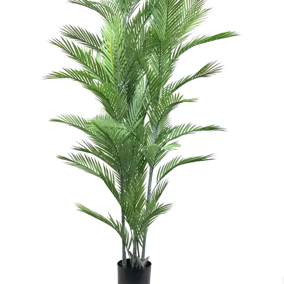 C type loose-tailed sunflower-18m-plastic base pot