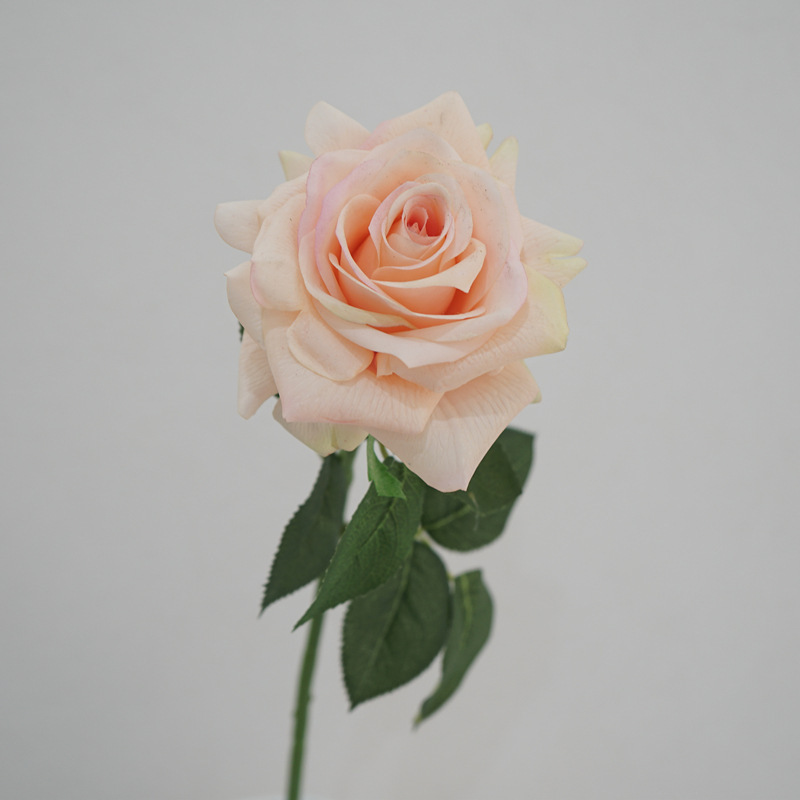 # 7 Rosa pesca